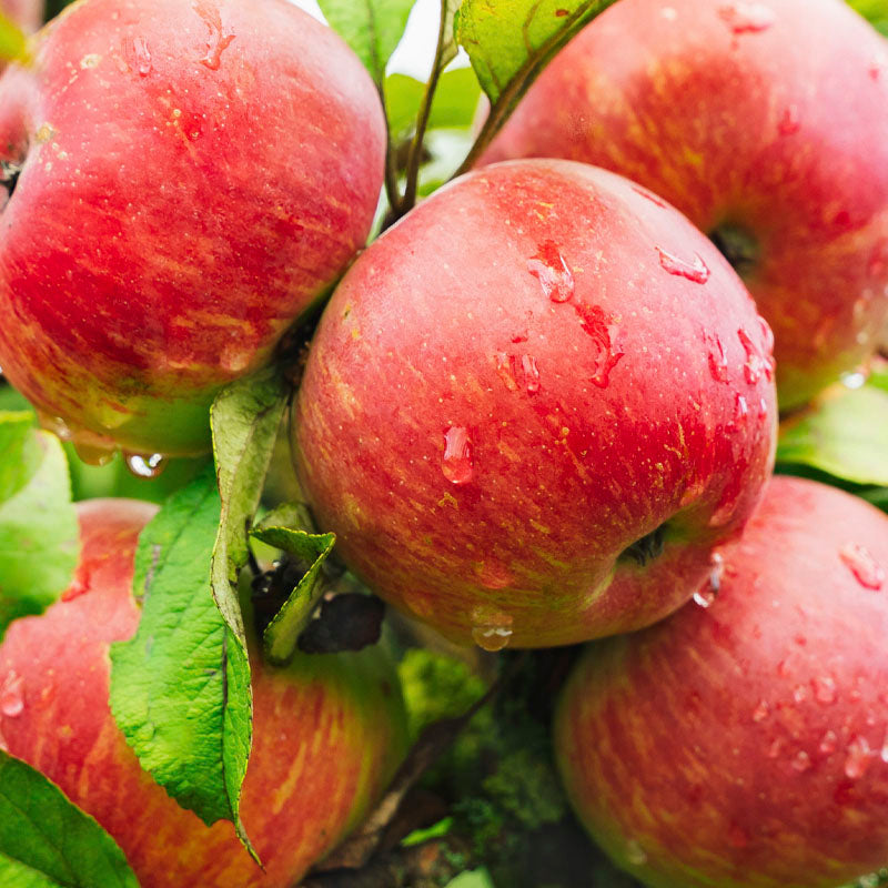 manzana-salida