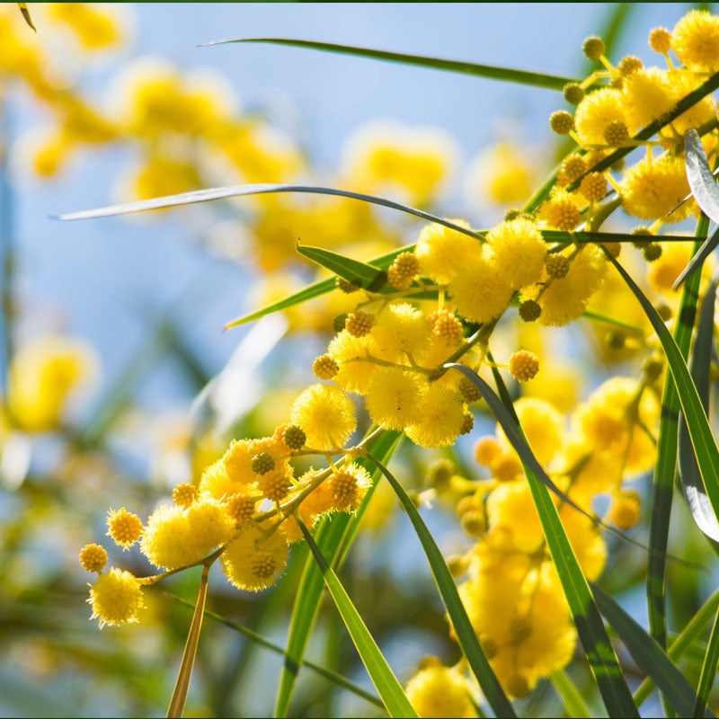 mimosa-fondo