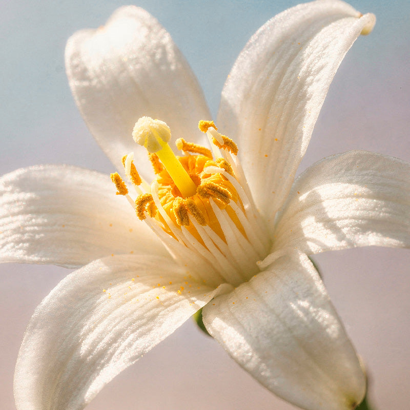 Neroli - fondo