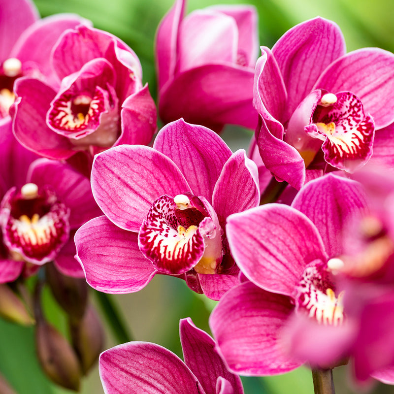 orquídea-corazon
