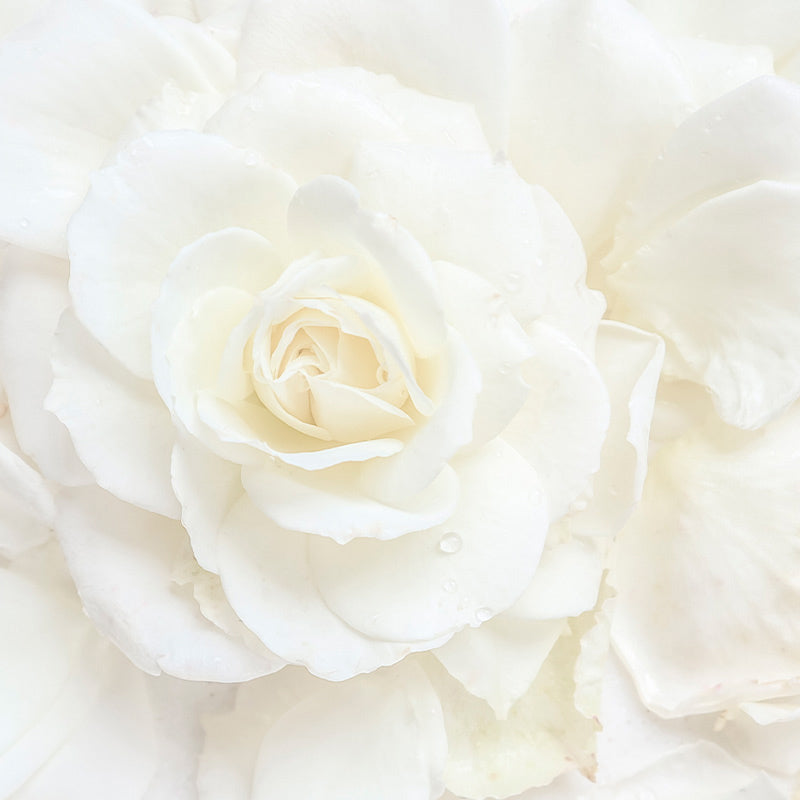 rosa-blanca-salida