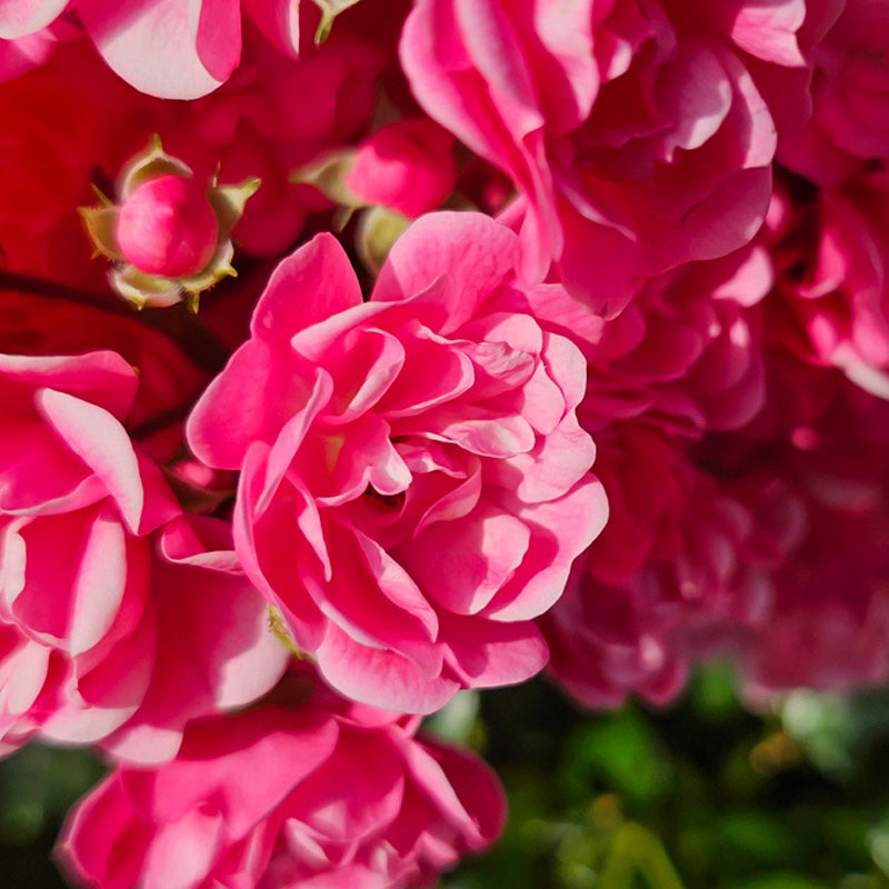 rosa-de-damasco-corazon