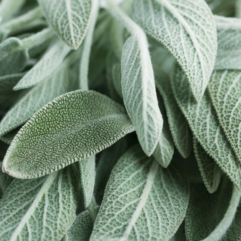 salvia-fondo