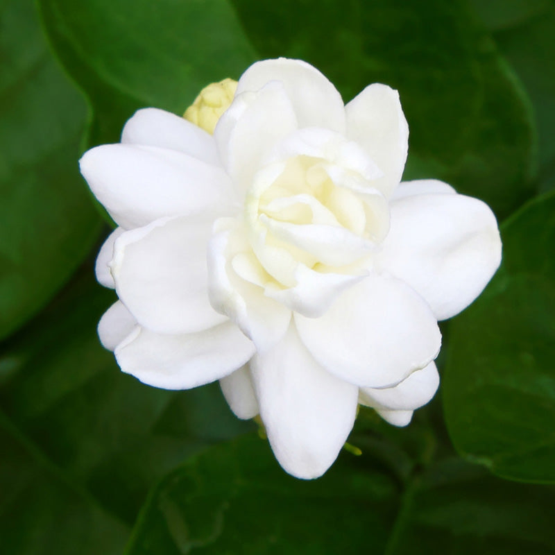 sampaguita-india-corazon