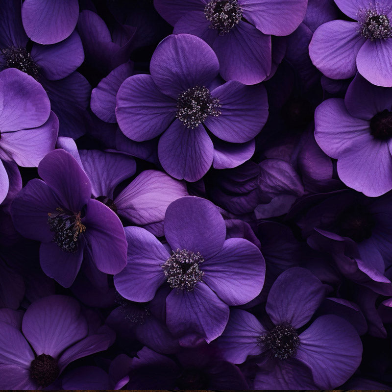 violeta-fondo
