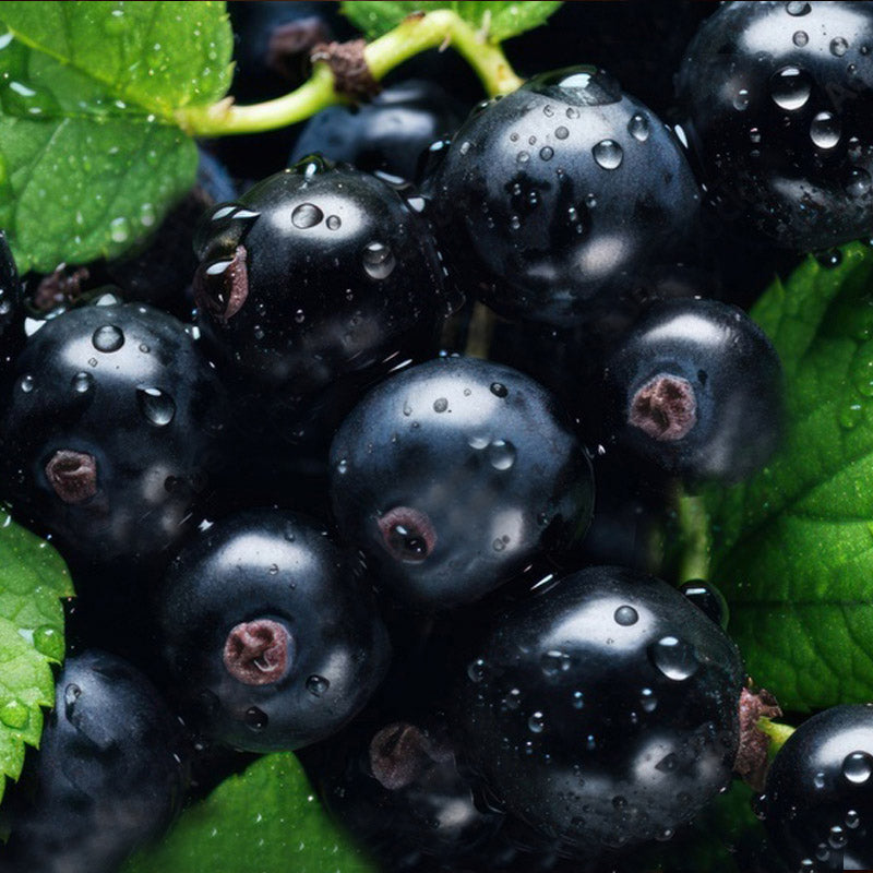 grosella-negra-salida
