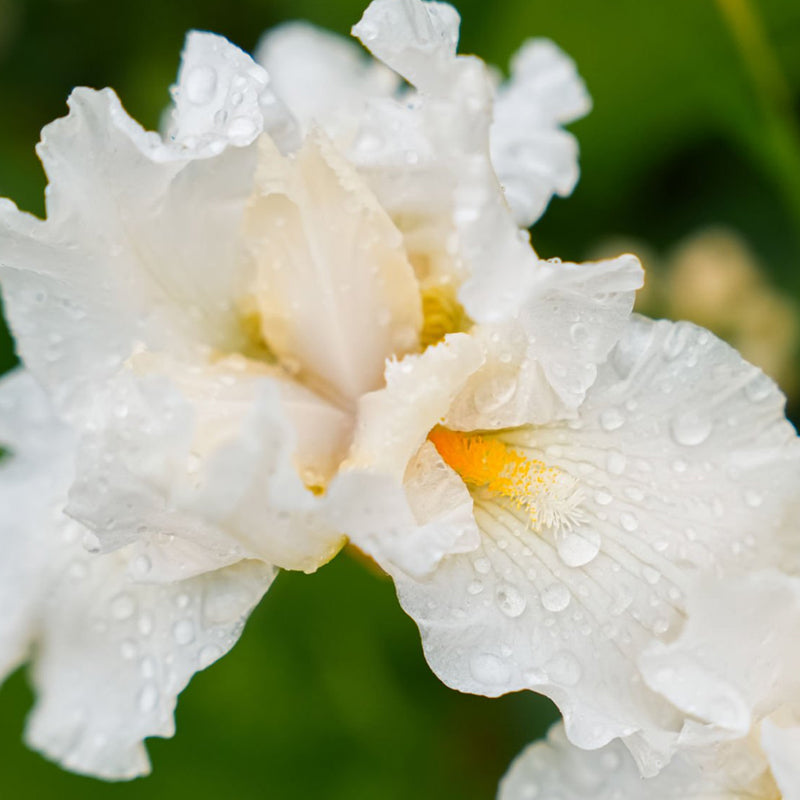 iris-blanco-fondo