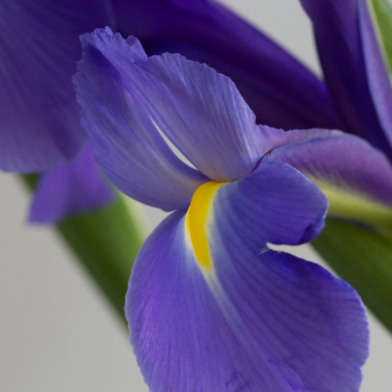iris-pallida-salida