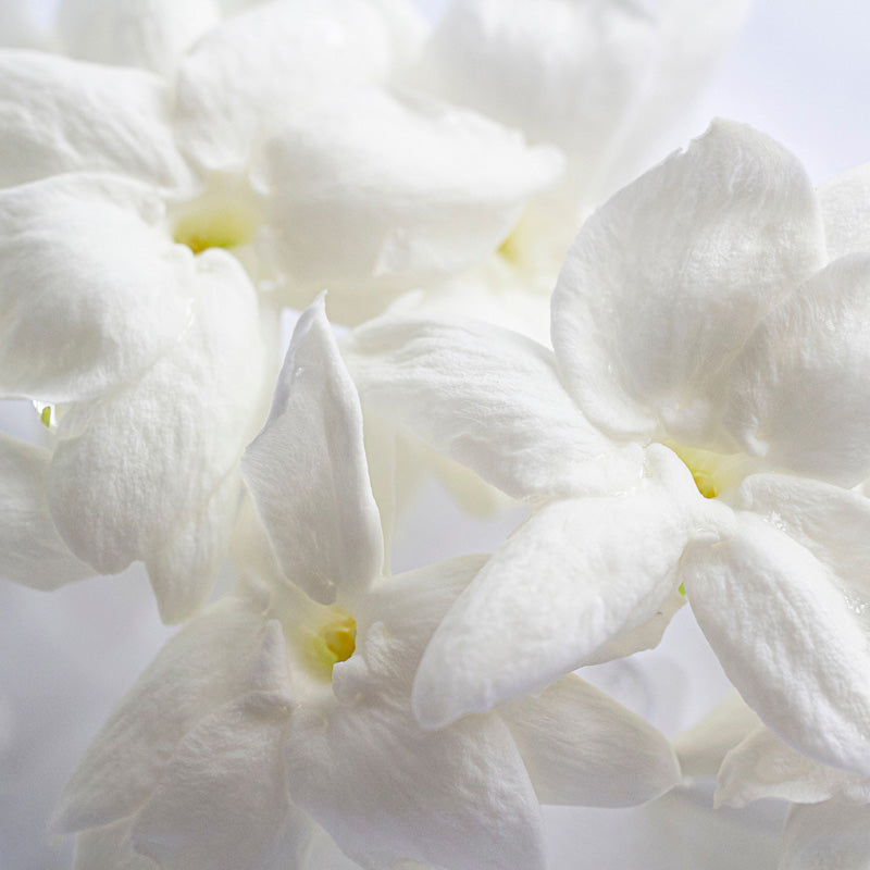 jazmin-sambac-salida